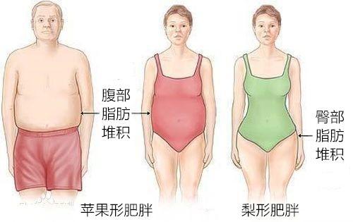 为什么腹部脂肪最容易堆积?